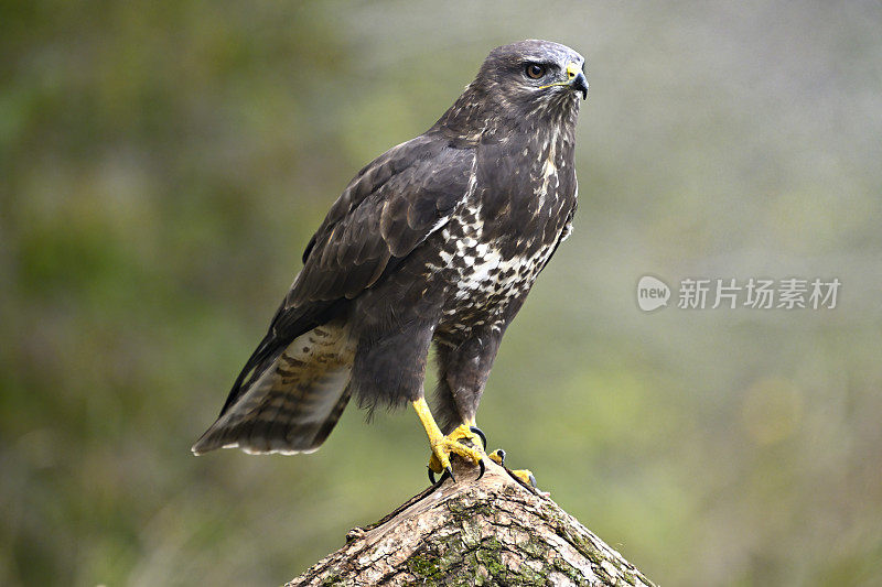 欧亚秃鹰(Buteo Buteo)